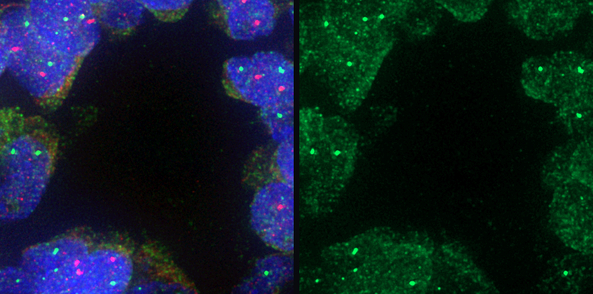 Merged CIL FISH crop and extracted FOLS2 marker channel.