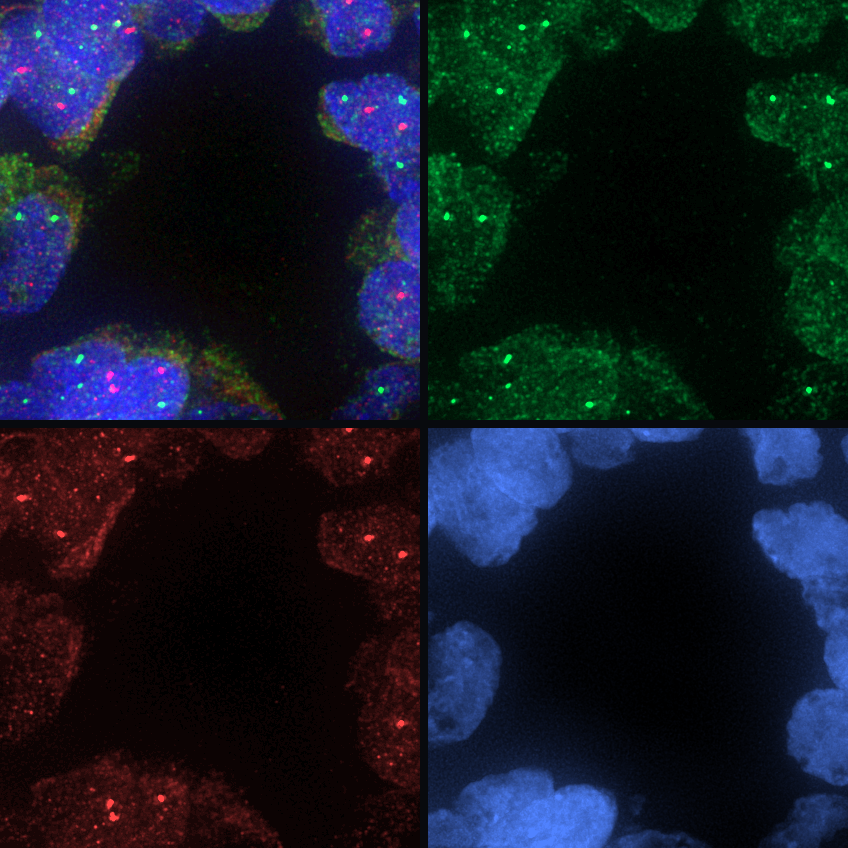 Four-panel FISH input preview showing a merged color image and the FOLS2, CSF1R, and nuclei channels.